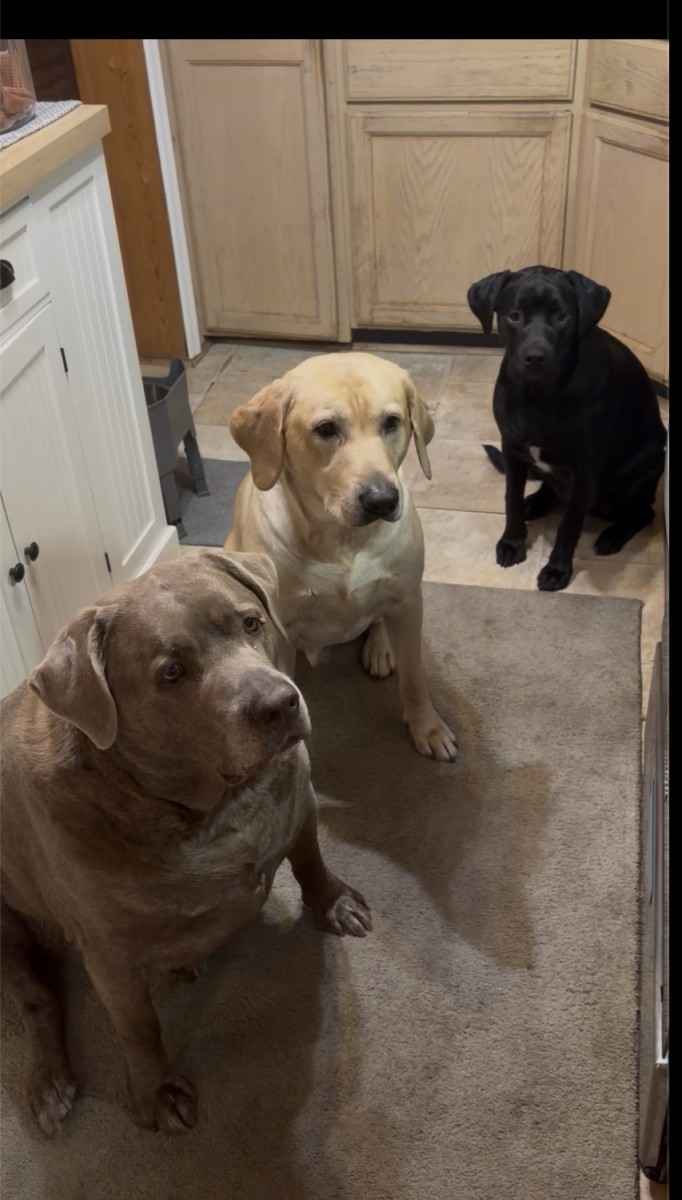 Nana Dee’Z Pet Co